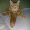 Amir_Gabibov