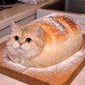Репчек